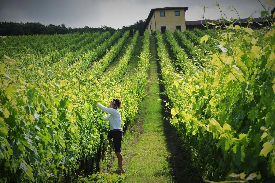 Immagine Tenuta L'Impostino 7 Immagine Tenuta L'Impostino 7