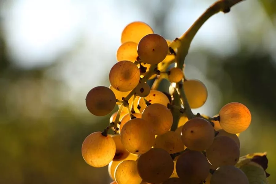 Immagine Wine Box da 2 vini - Arale e Sariano 4