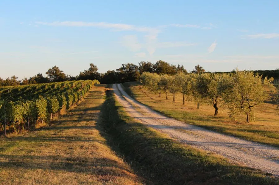 Immagine Degustazione semplice 16 Immagine Degustazione semplice 16