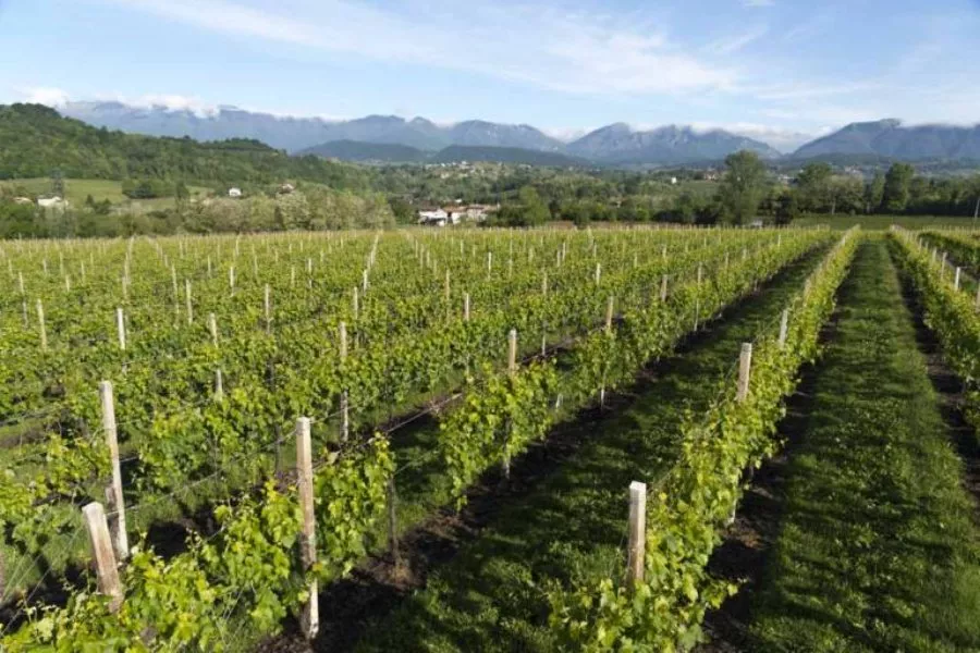 Immagine Moret Vini 5