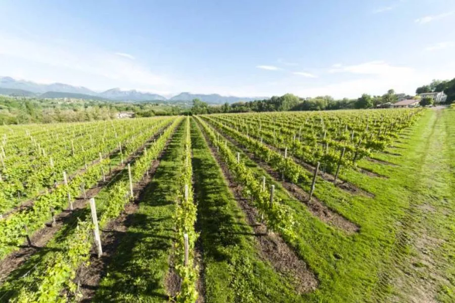 Immagine Moret Vini 9 Immagine Moret Vini 9