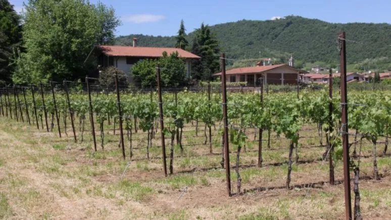 Immagine visita Tour briosio cantina Cantina Pecis Immagine visita Tour briosio cantina Cantina Pecis