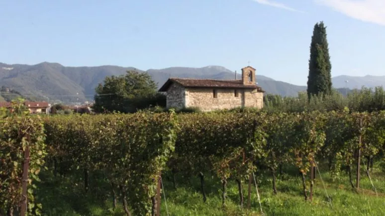 Immagine visita Tour autoctono cantina Cantina Pecis