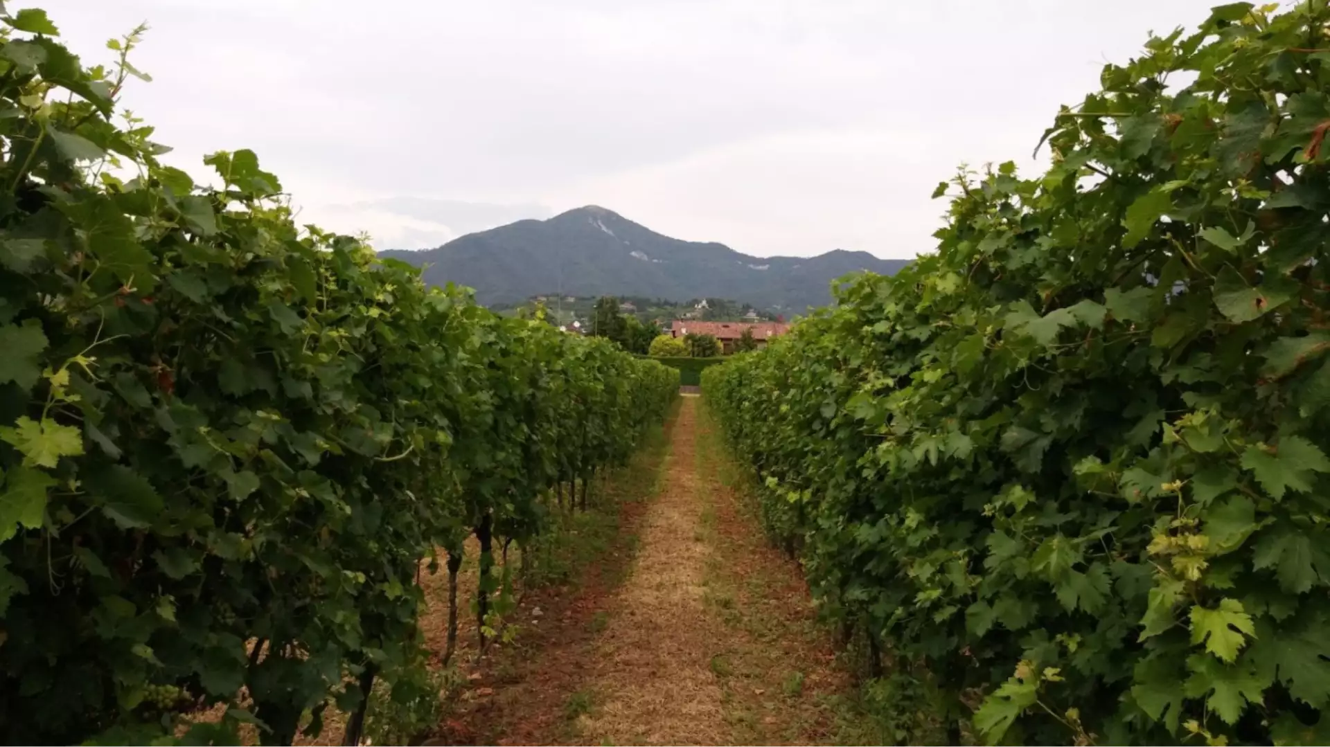 Immagine visita Tour top cantina Cantina Pecis