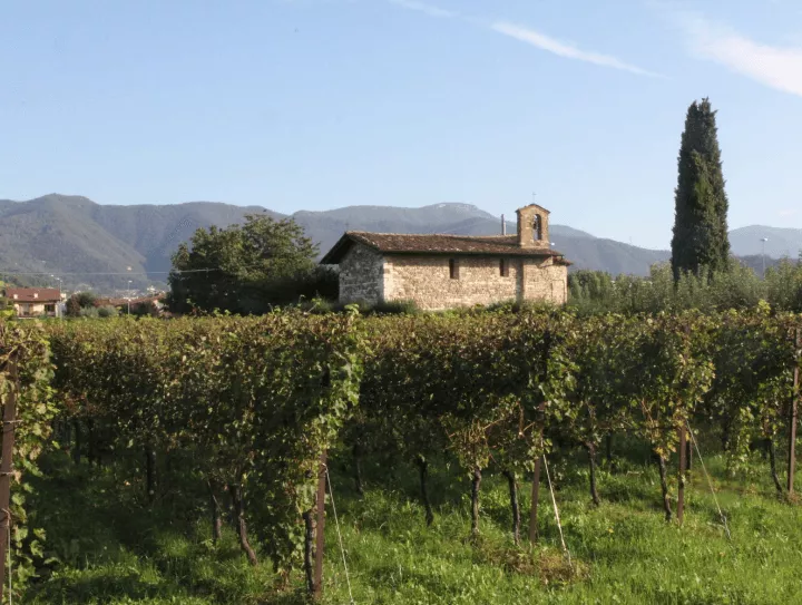 Immagine Cantina Pecis 2 Immagine Cantina Pecis 2