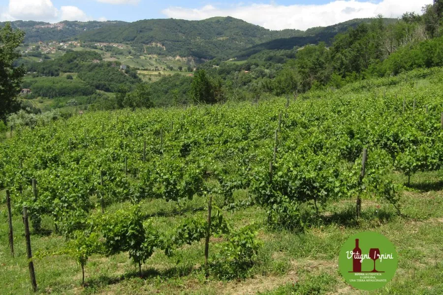 Immagine Vitigni Irpini 12 Immagine Vitigni Irpini 12