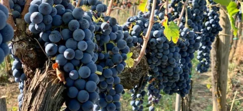 Immagine visita Wine Discovery Taurasi (3 Days e 2 Night)  cantina Vitigni Irpini