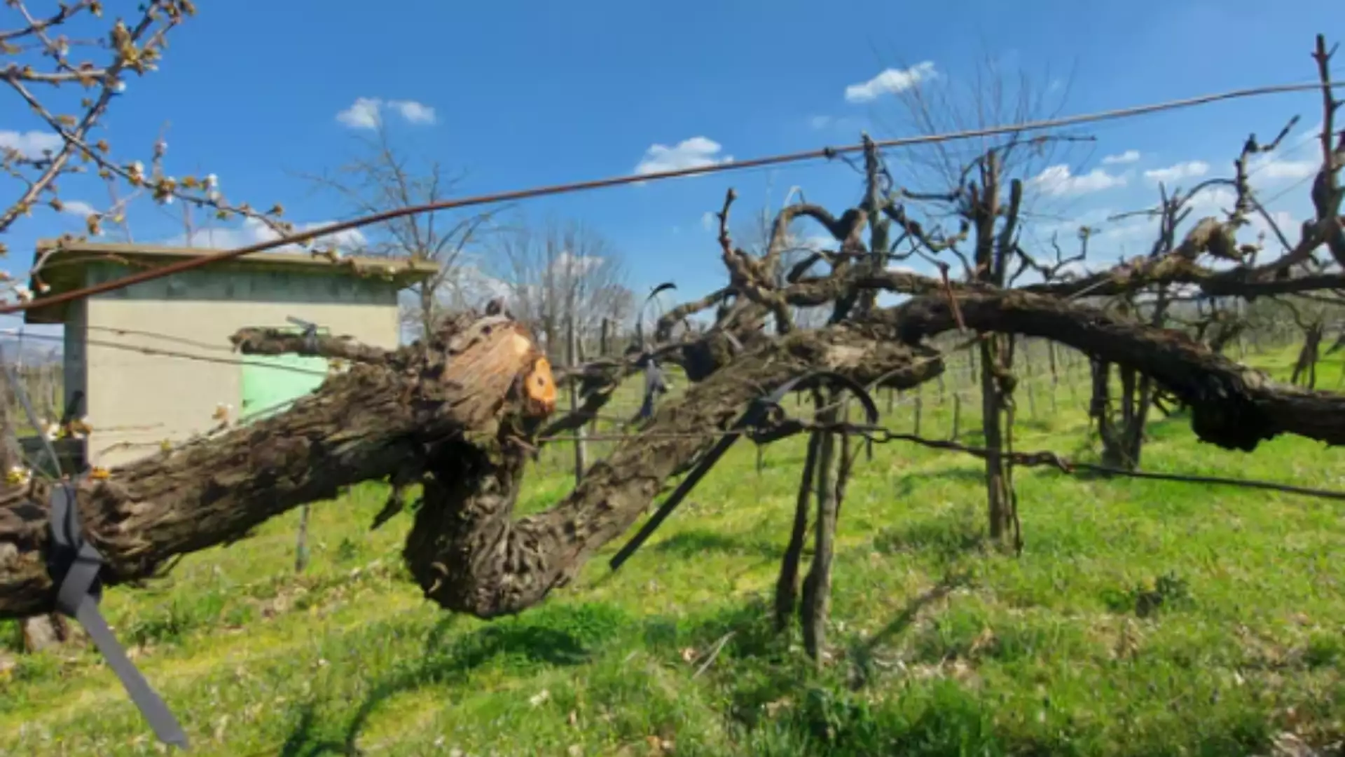 Immagine visita Day with Winemaker (per gruppi) cantina Vitigni Irpini