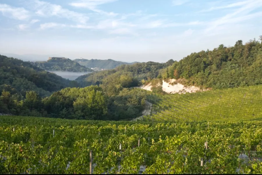 Immagine Tutto il Gavi in 5 Bicchieri 9 Immagine Tutto il Gavi in 5 Bicchieri 9