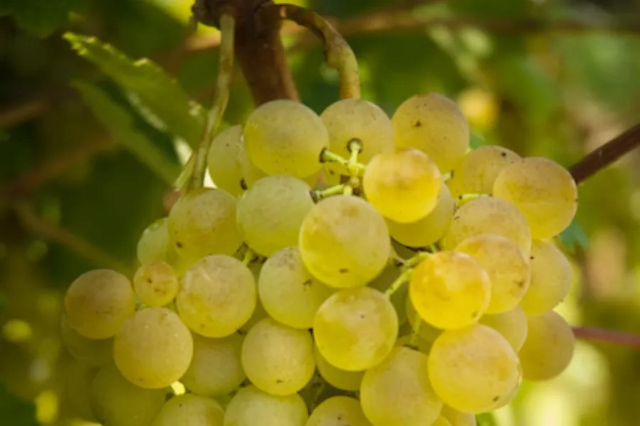 Immagine Tutto il Gavi in 5 Bicchieri 10 Immagine Tutto il Gavi in 5 Bicchieri 10
