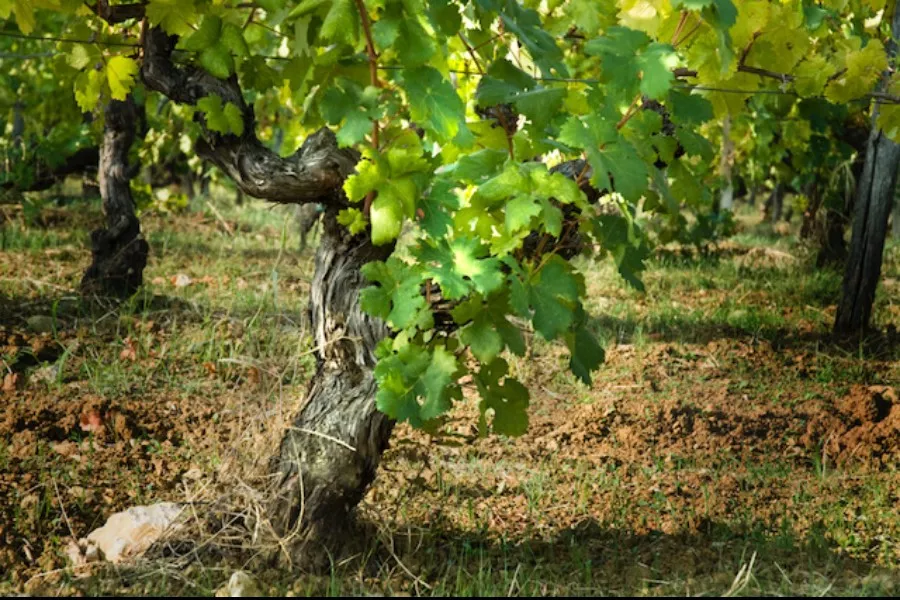 Immagine Tutto il Gavi in 5 Bicchieri 11 Immagine Tutto il Gavi in 5 Bicchieri 11
