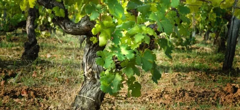 Immagine visita Tutto il Gavi in 5 Bicchieri cantina La Mesma