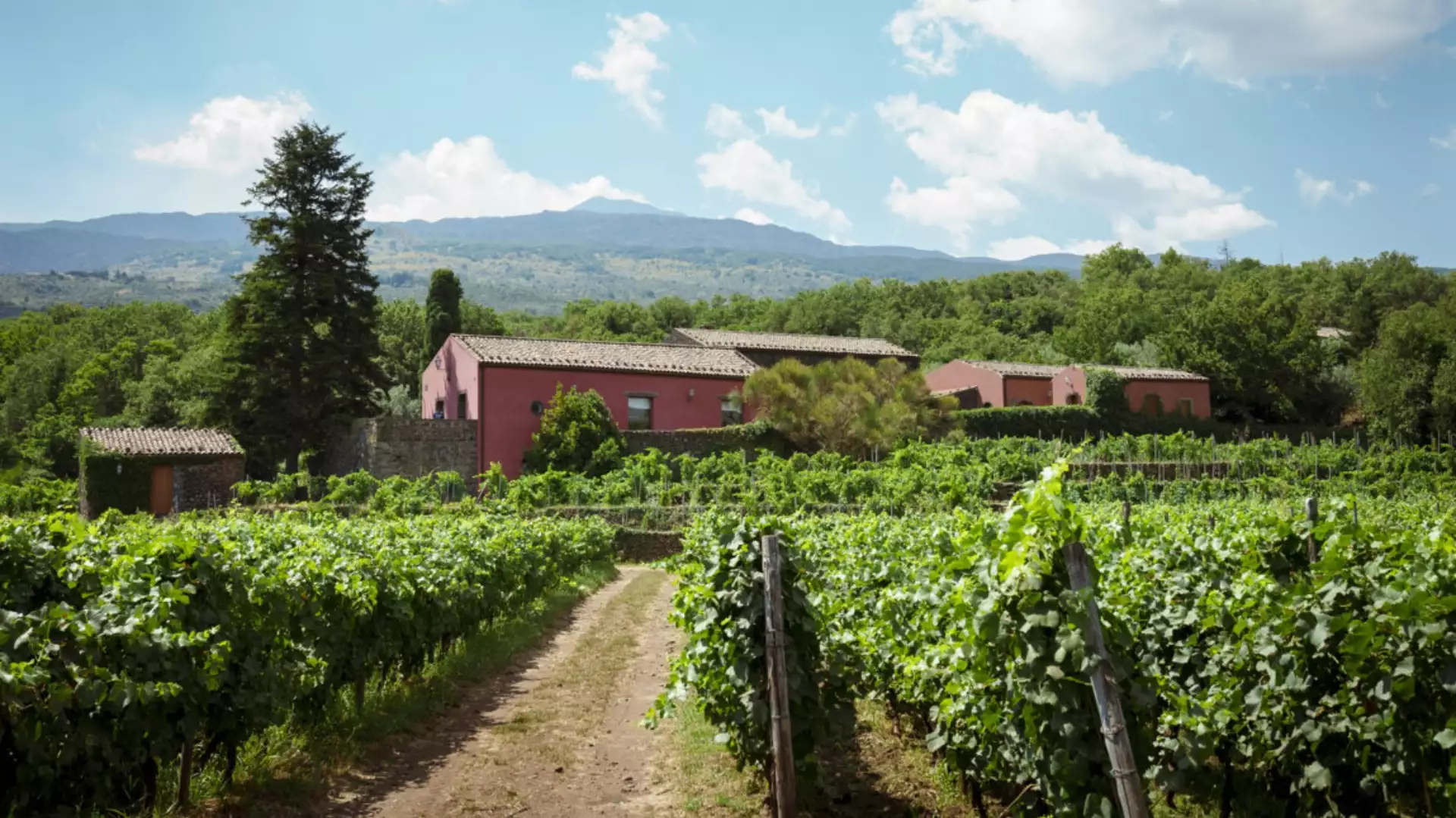 Immagine cantina Terrazze dell’Etna