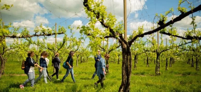 Immagine visita La Bellussera del Piave con passeggiata in vigna cantina Vini Bellese Immagine visita La Bellussera del Piave con passeggiata in vigna cantina Vini Bellese