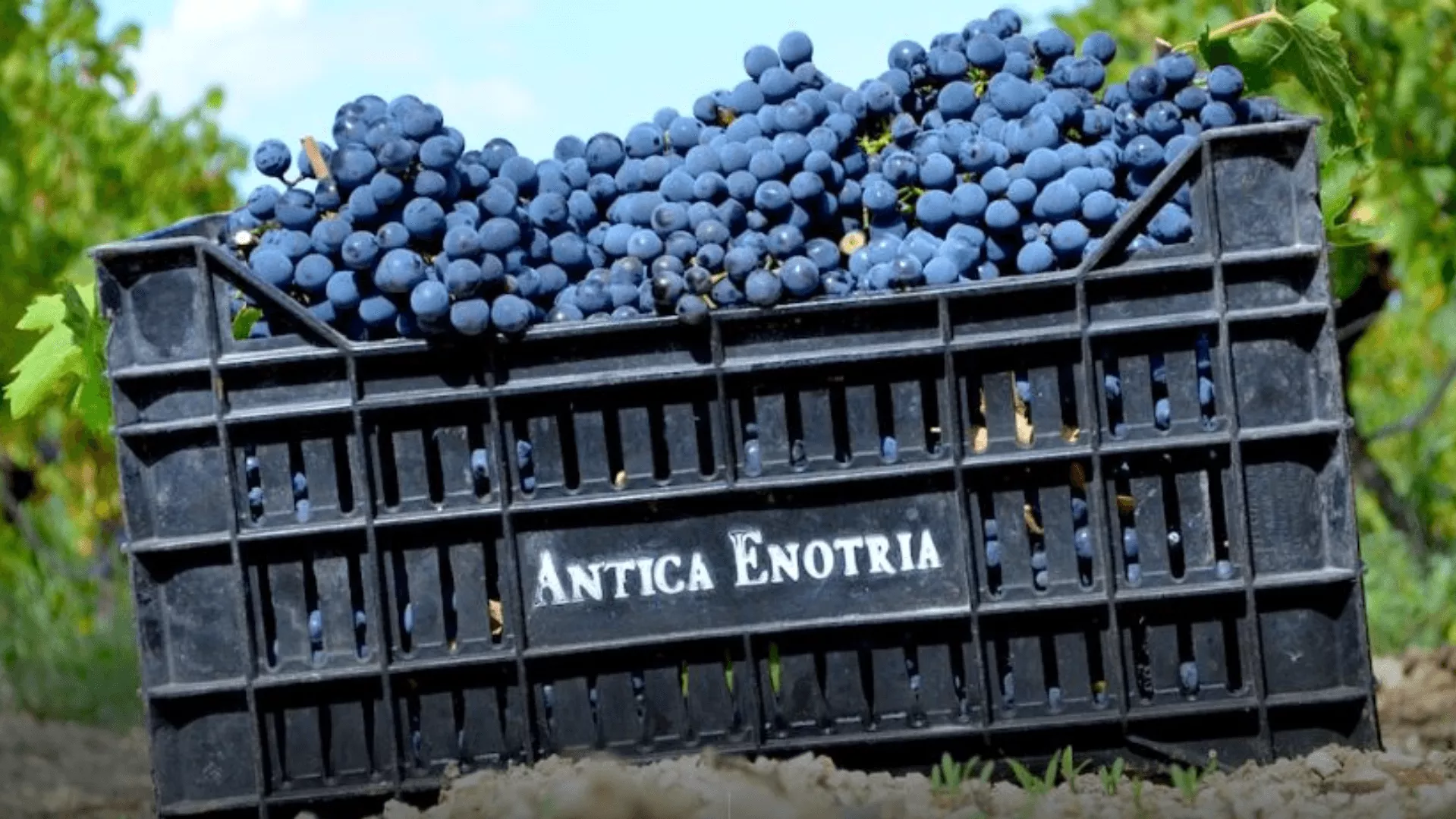 Immagine cantina Antica Enotria
