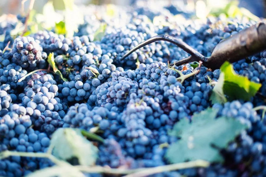Immagine Visita in cantina con degustazione 3 vini e nostre conserve 12 Immagine Visita in cantina con degustazione 3 vini e nostre conserve 12