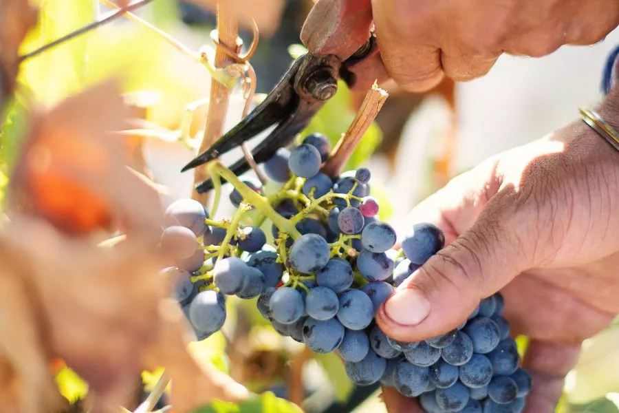 Immagine Visita in cantina con degustazione 3 vini e nostre conserve 13 Immagine Visita in cantina con degustazione 3 vini e nostre conserve 13