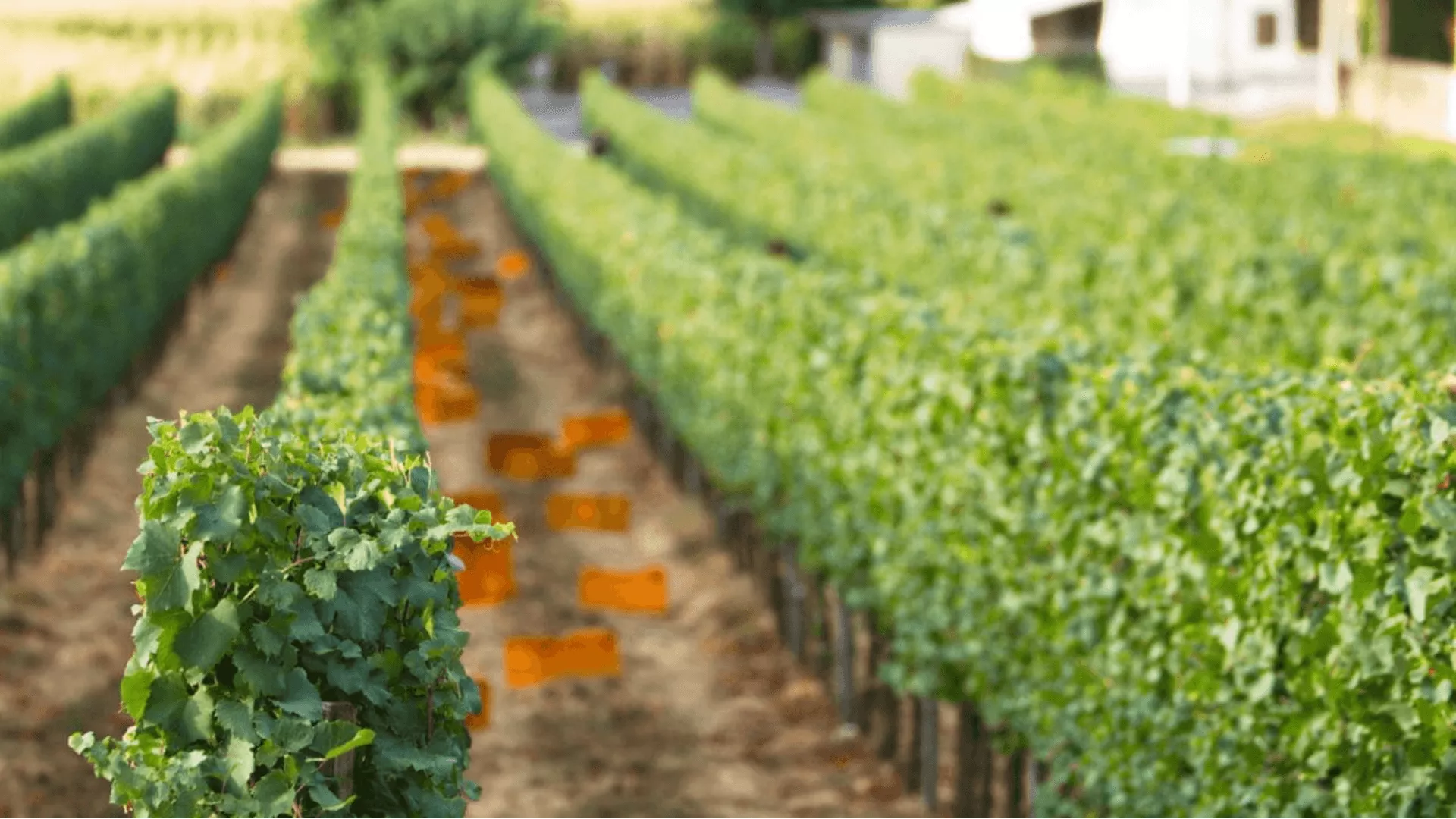 Immagine Cantina Vigna Dorata 1 Immagine Cantina Vigna Dorata 1