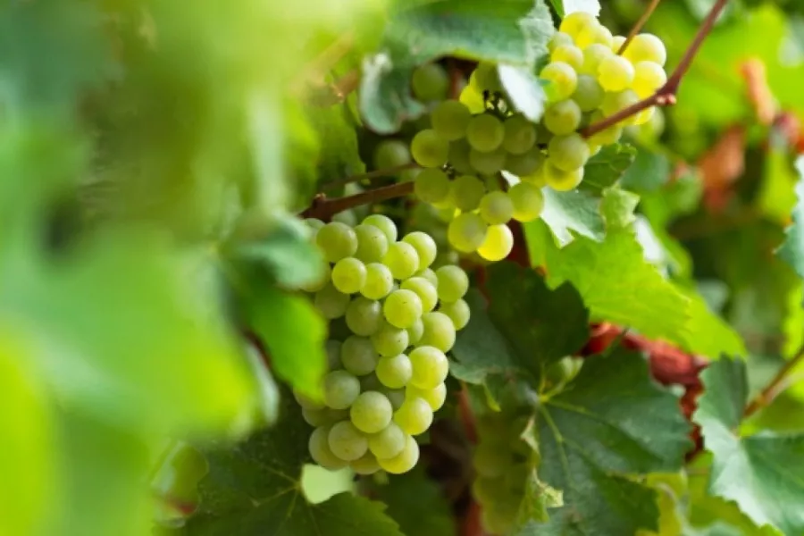 Immagine Cantina Vigna Dorata 3 Immagine Cantina Vigna Dorata 3
