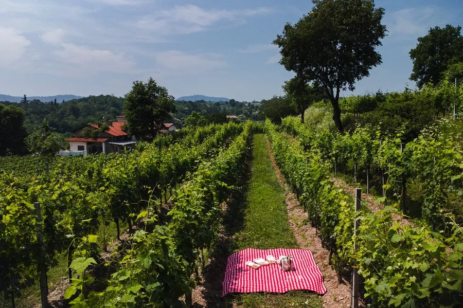 Immagine Cantina Vigna Dorata 9 Immagine Cantina Vigna Dorata 9