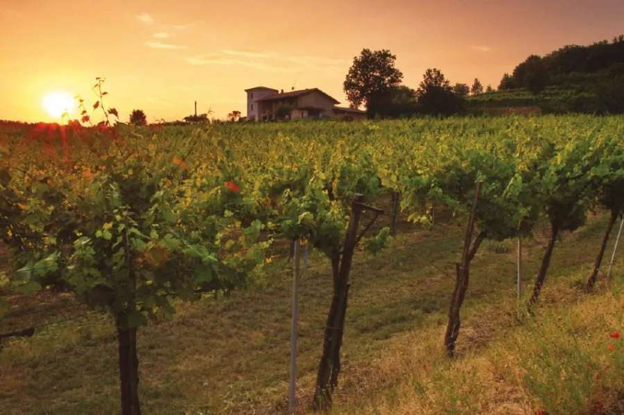 Immagine Cantina Vigna Dorata 12 Immagine Cantina Vigna Dorata 12