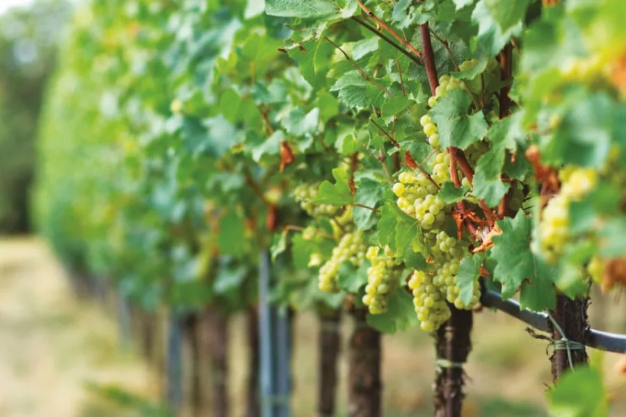 Immagine Cantina Vigna Dorata 13 Immagine Cantina Vigna Dorata 13