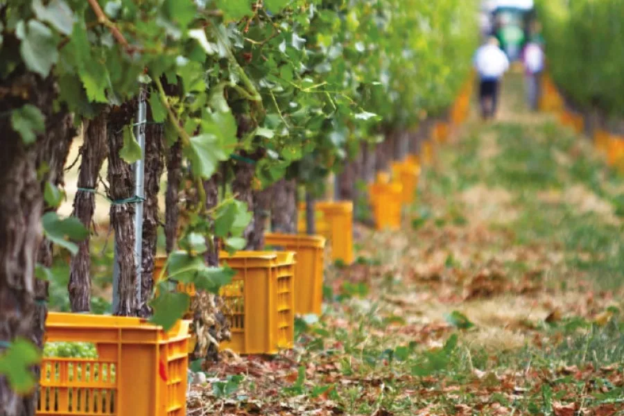 Immagine Cantina Vigna Dorata 14 Immagine Cantina Vigna Dorata 14