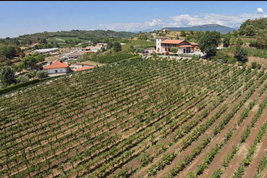 Immagine Cantina Vigna Dorata 15 Immagine Cantina Vigna Dorata 15