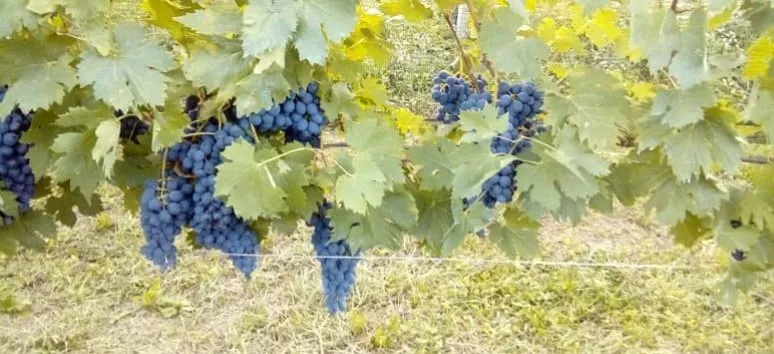 Immagine visita Visita in cantina  con degustazione 2 calici cantina Madonna Dell'Uva