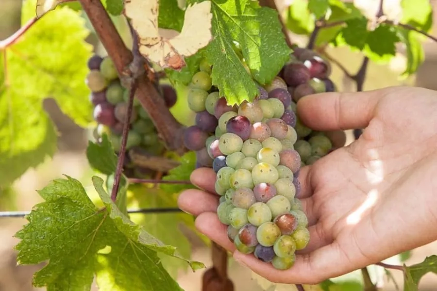 Immagine Degustazione leggera 10 Immagine Degustazione leggera 10