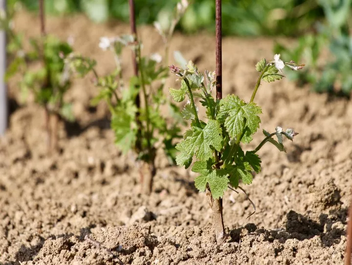 Immagine AZIENDA AGRICOLA MASSIMO RIVETTI 3