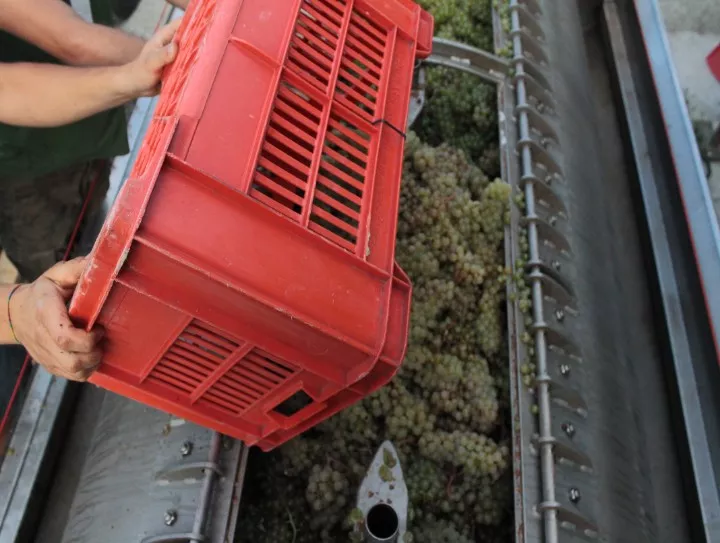 Immagine AZIENDA AGRICOLA MASSIMO RIVETTI 8
