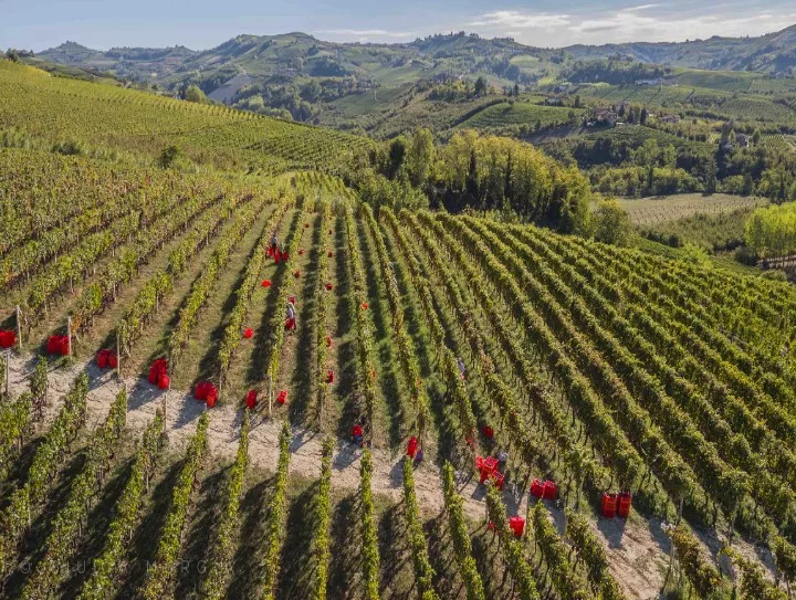 Immagine AZIENDA AGRICOLA MASSIMO RIVETTI 19