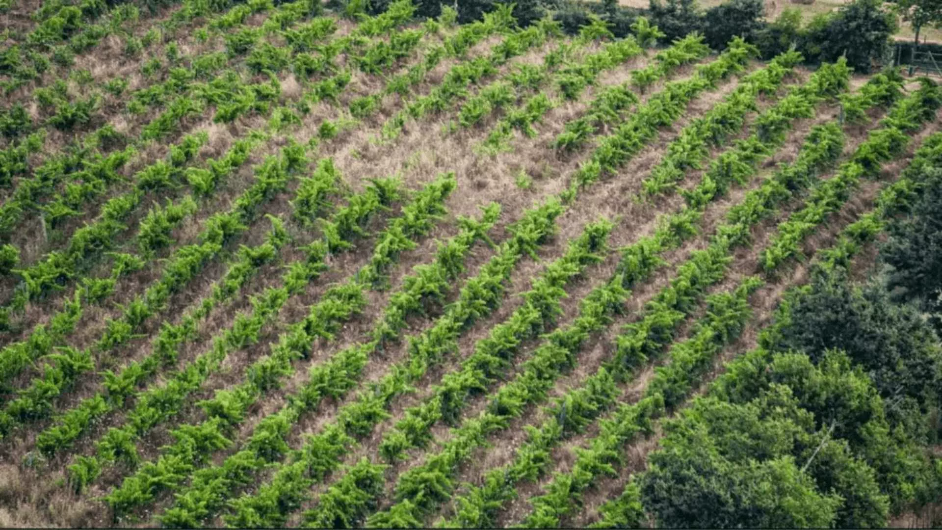 Immagine Fattoria La Maliosa 1 Immagine Fattoria La Maliosa 1