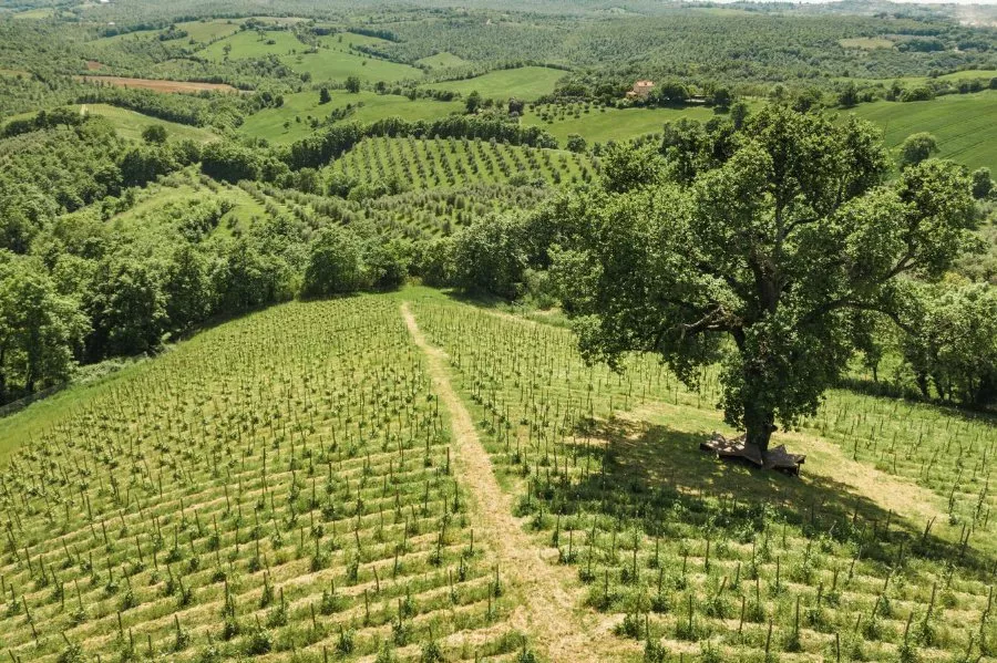 Immagine Fattoria La Maliosa 5