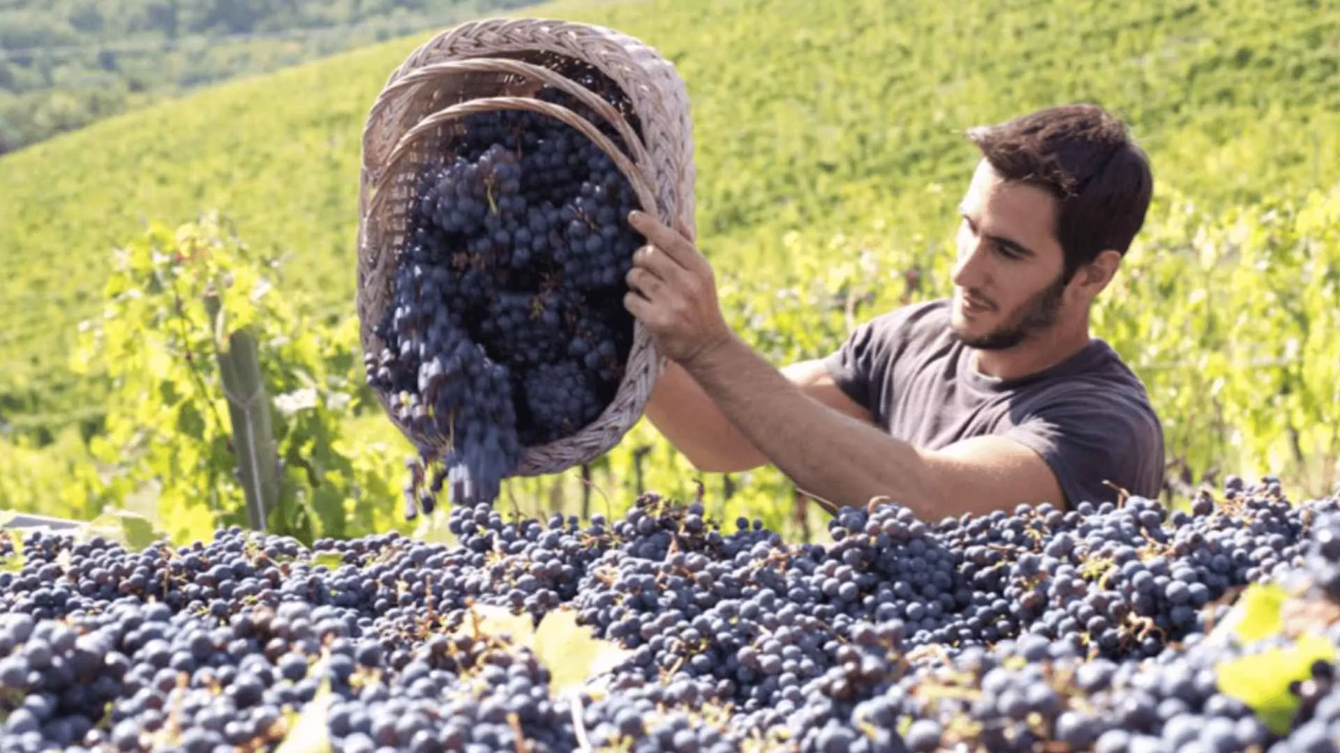 Immagine cantina Terre di Perseto