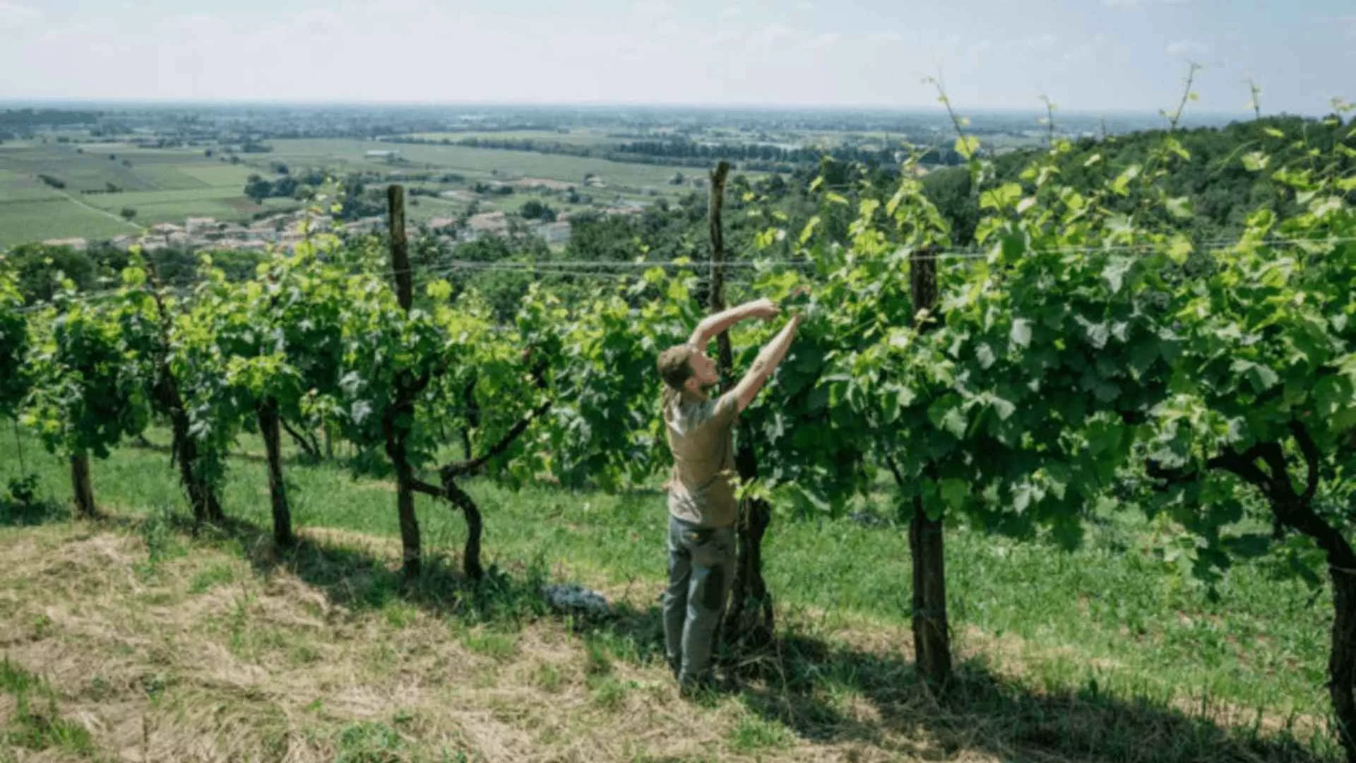 Immagine cantina bresolin-bio