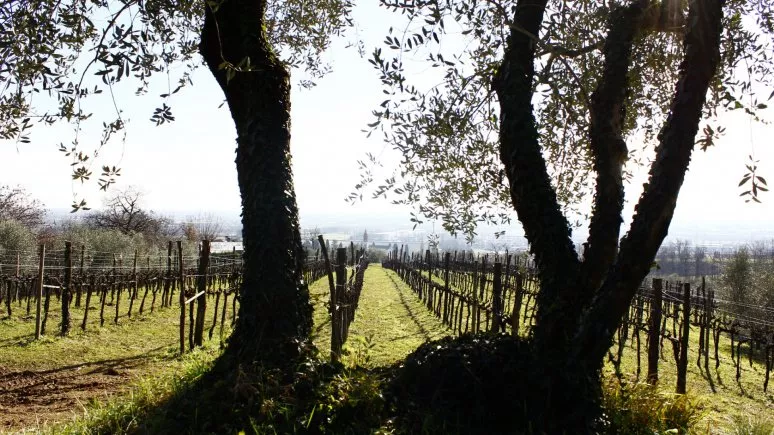 Immagine visita Calici da Esplorare cantina Bresolin-Bio Immagine visita Calici da Esplorare cantina Bresolin-Bio