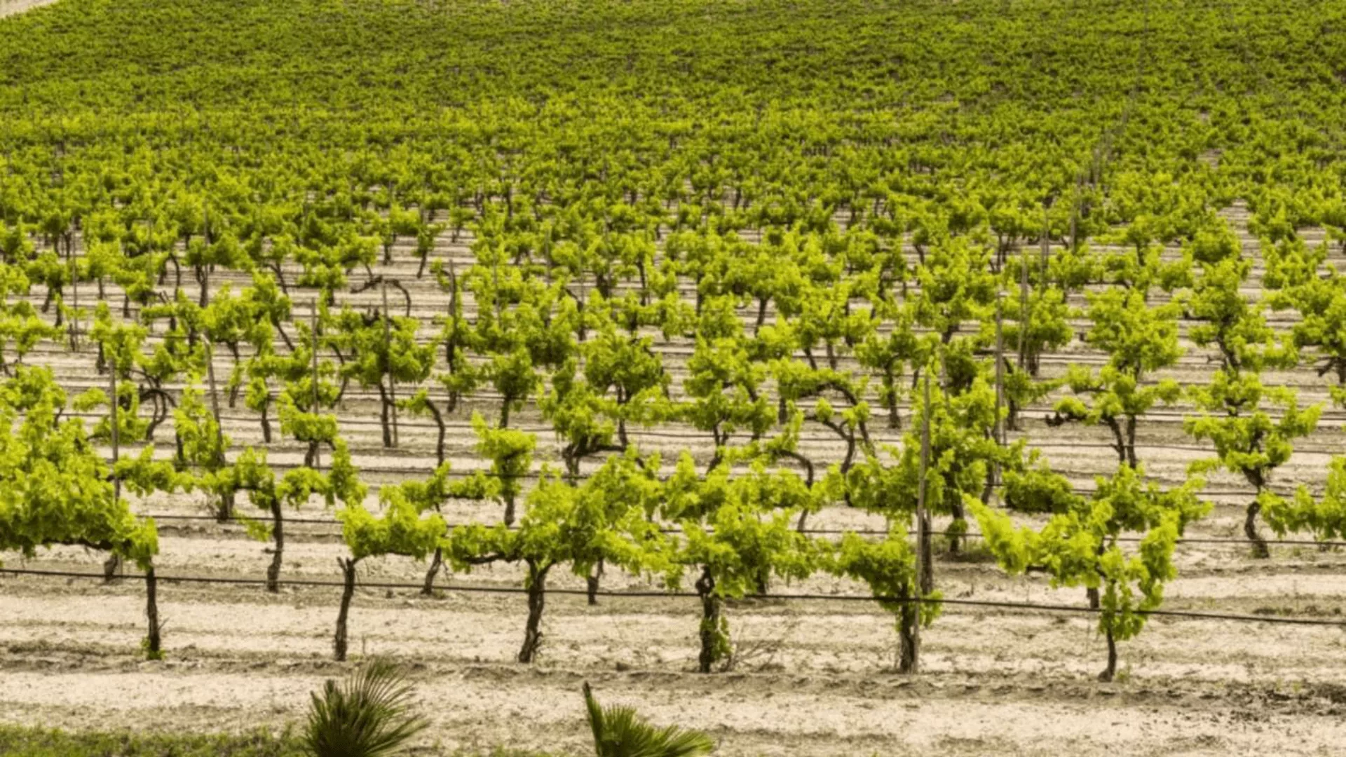 Immagine Terre di Noto 1 Immagine Terre di Noto 1