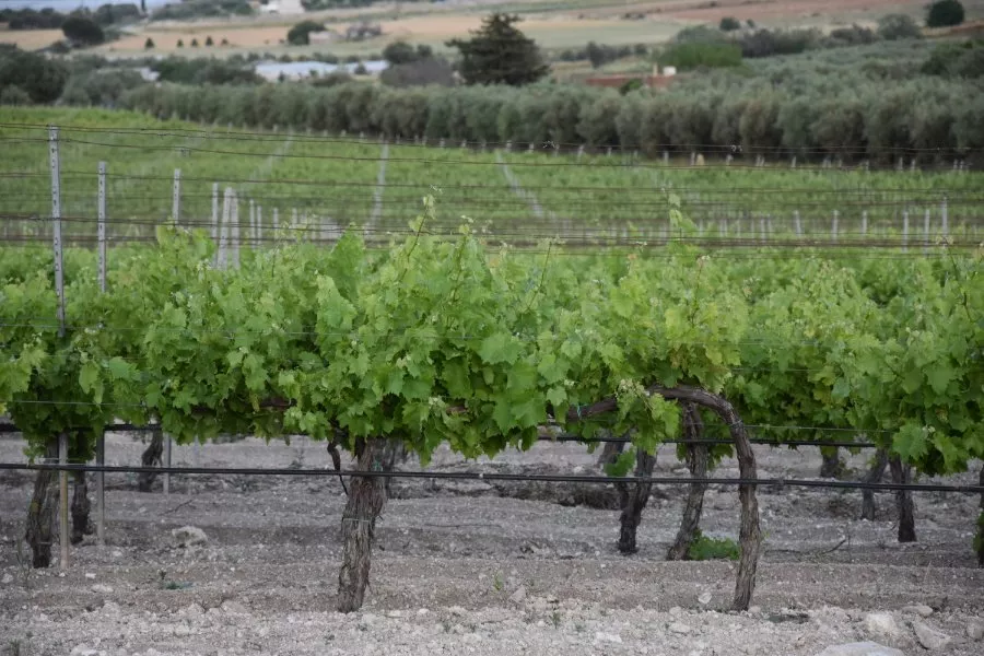 Immagine Terre di Noto 7 Immagine Terre di Noto 7