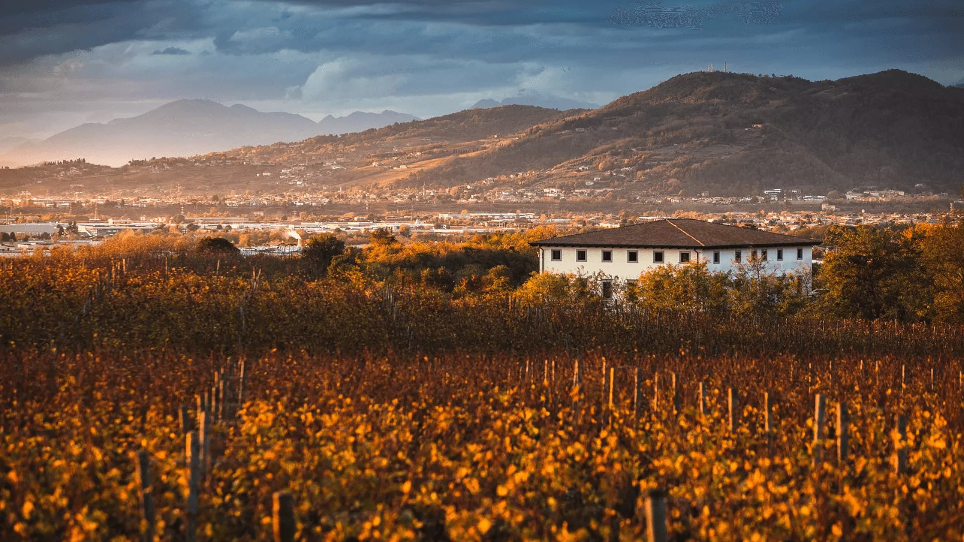 Immagine cantina Bariselli Gabriella
