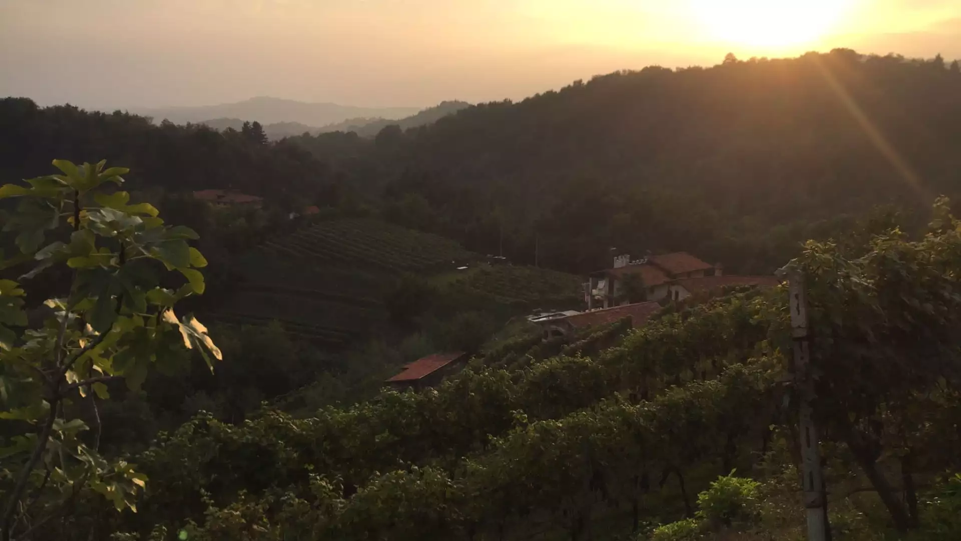 Immagine cantina La Psigula
