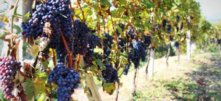 Immagine visita DEGUSTAZIONE ONLINE cantina La Psigula Immagine visita DEGUSTAZIONE ONLINE cantina La Psigula