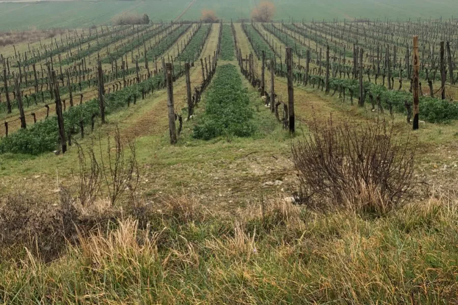 Immagine Die Entdeckung des Weinguts Bagnolo und seines Pinot Noir 4