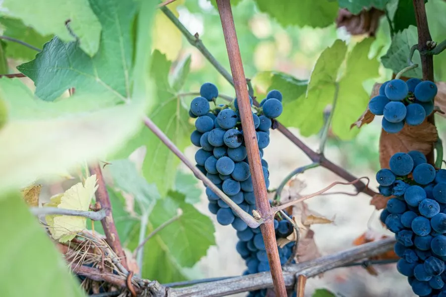 Immagine Die Entdeckung des Weinguts Bagnolo und seines Pinot Noir 10