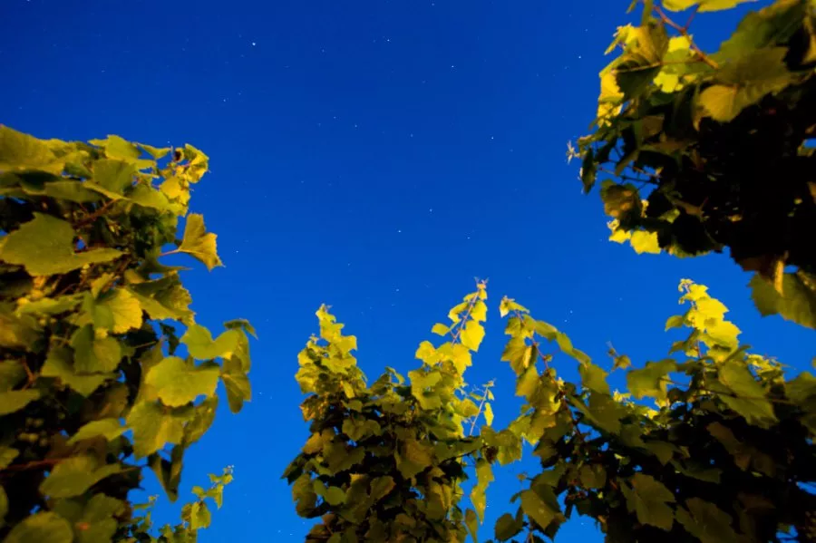 Immagine BRINDISI AL SOLE 14