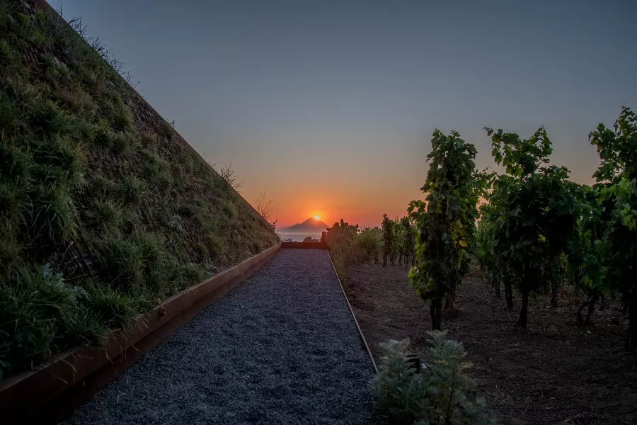 Immagine PIC-NIC IN VIGNA AL TRAMONTO 17 Immagine PIC-NIC IN VIGNA AL TRAMONTO 17