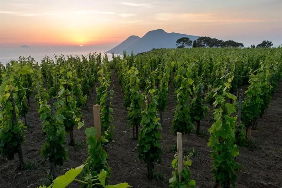 Immagine PIC-NIC IN VIGNA AL TRAMONTO 30 Immagine PIC-NIC IN VIGNA AL TRAMONTO 30