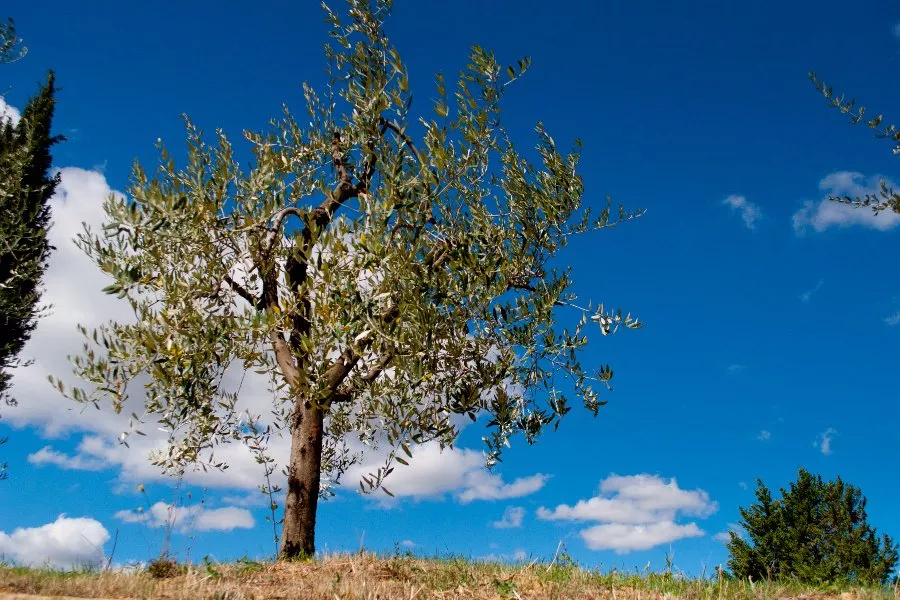 Immagine Arrigoni Wine Family - Pietraserena 3