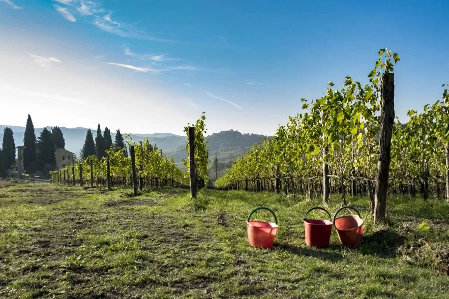 Immagine Gran Tagliere Toscano, Tour delle cantine, Degustazione vini   13